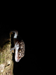 Dixonius