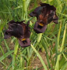 Iris atrofusca