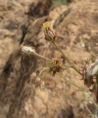 Pleurocoronis pluriseta