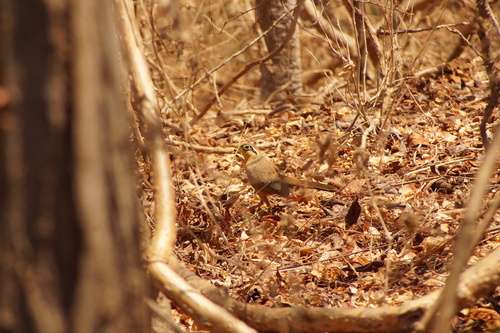 Lesser Ground Cuckoo (Morococcyx erythropygus), photo 7