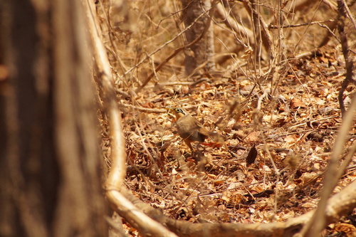Lesser Ground Cuckoo (Morococcyx erythropygus), photo 3