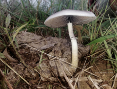 Psilocybe cubensis