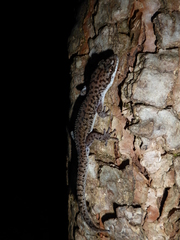 Dixonius