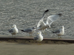 Larus delawarensis