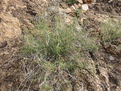 Pleurocoronis pluriseta