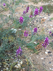 Astragalus magdalenae
