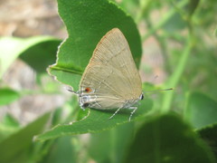 Allosmaitia strophius