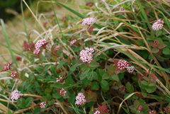 Spiraea hayatana