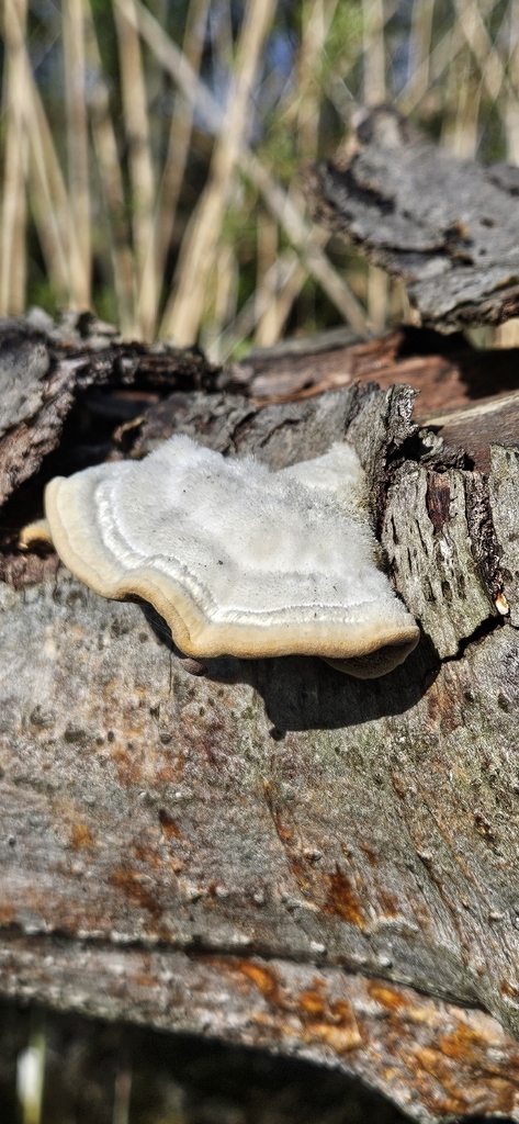 Trametes hirsuta · April 2026 · photo: © run4 (iNaturalist, cc-by)