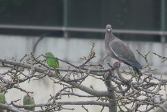 Brotogeris chiriri