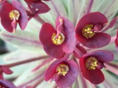 Euphorbia atropurpurea
