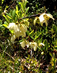 Asimina reticulata