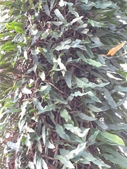 Microgramma squamulosa