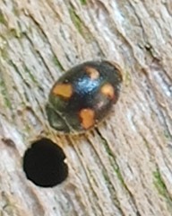 Nephus quadrimaculatus
