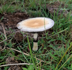 Psilocybe cubensis