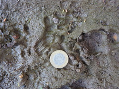 Didelphis virginiana