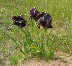 Iris atrofusca