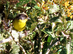 Atlapetes pallidinucha