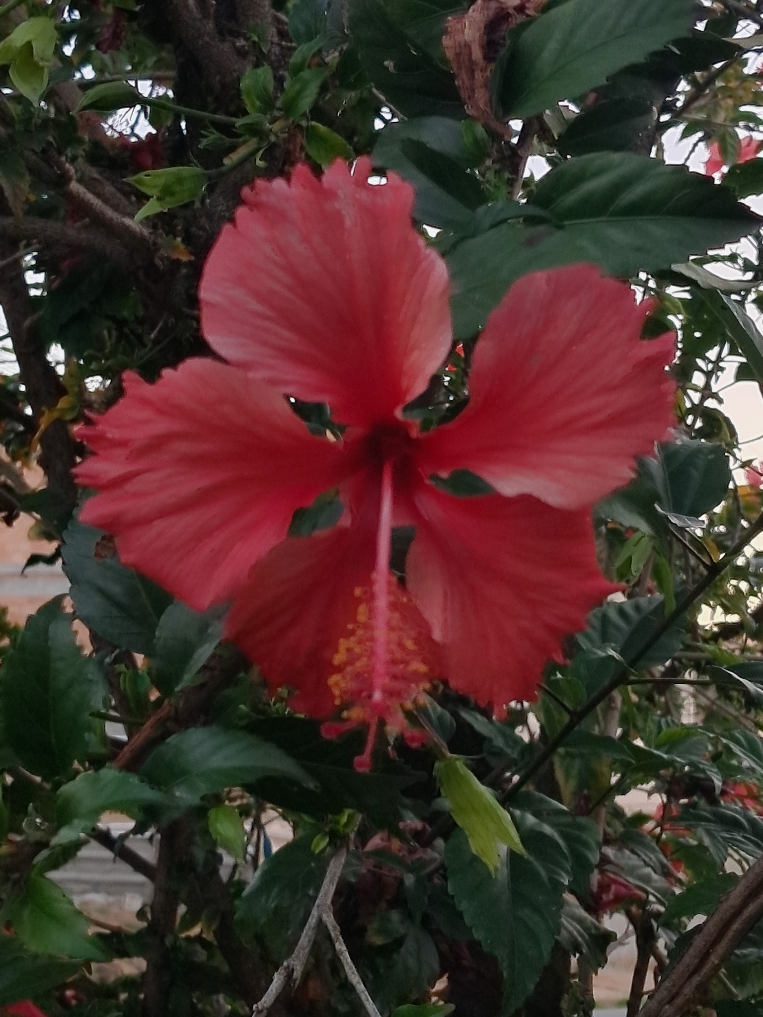 Hibiscus archeri