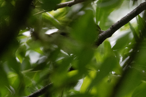 Warbling Vireo (Vireo gilvus), photo 5