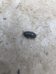 Armadillidium vulgare
