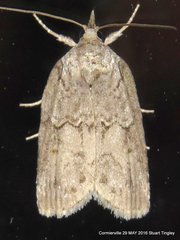 Nycteola