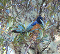 Conirostrum sitticolor