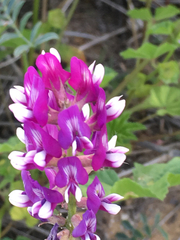 Astragalus magdalenae