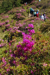 Rhododendron rubropilosum