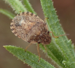 Sciocorini