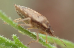 Sciocorini