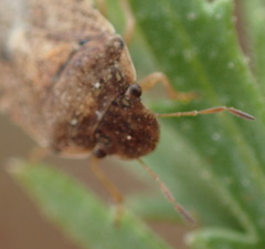 Sciocorini