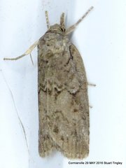 Nycteola