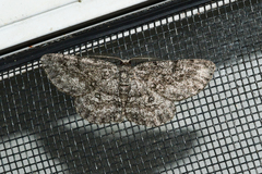 Hypomecis umbrosaria