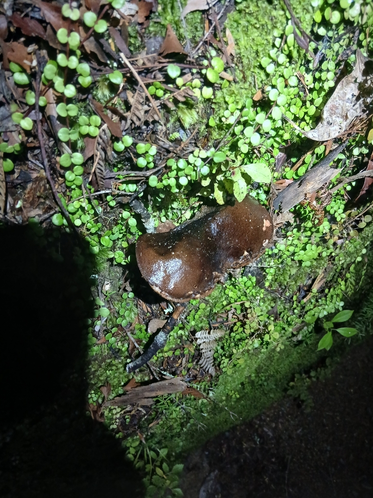 Tylopilus formosus · April 2026 · photo: © mphnz (iNaturalist, cc0)