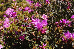 Rhododendron rubropilosum