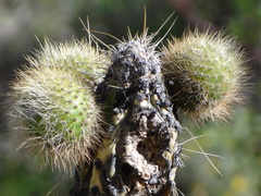 Corryocactus brevistylus