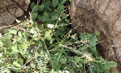Oldenlandia herbacea