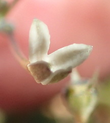 Oldenlandia herbacea