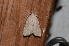 Cutina albopunctella