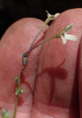 Oldenlandia herbacea