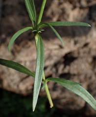 Oldenlandia herbacea
