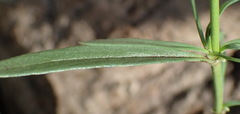 Oldenlandia herbacea