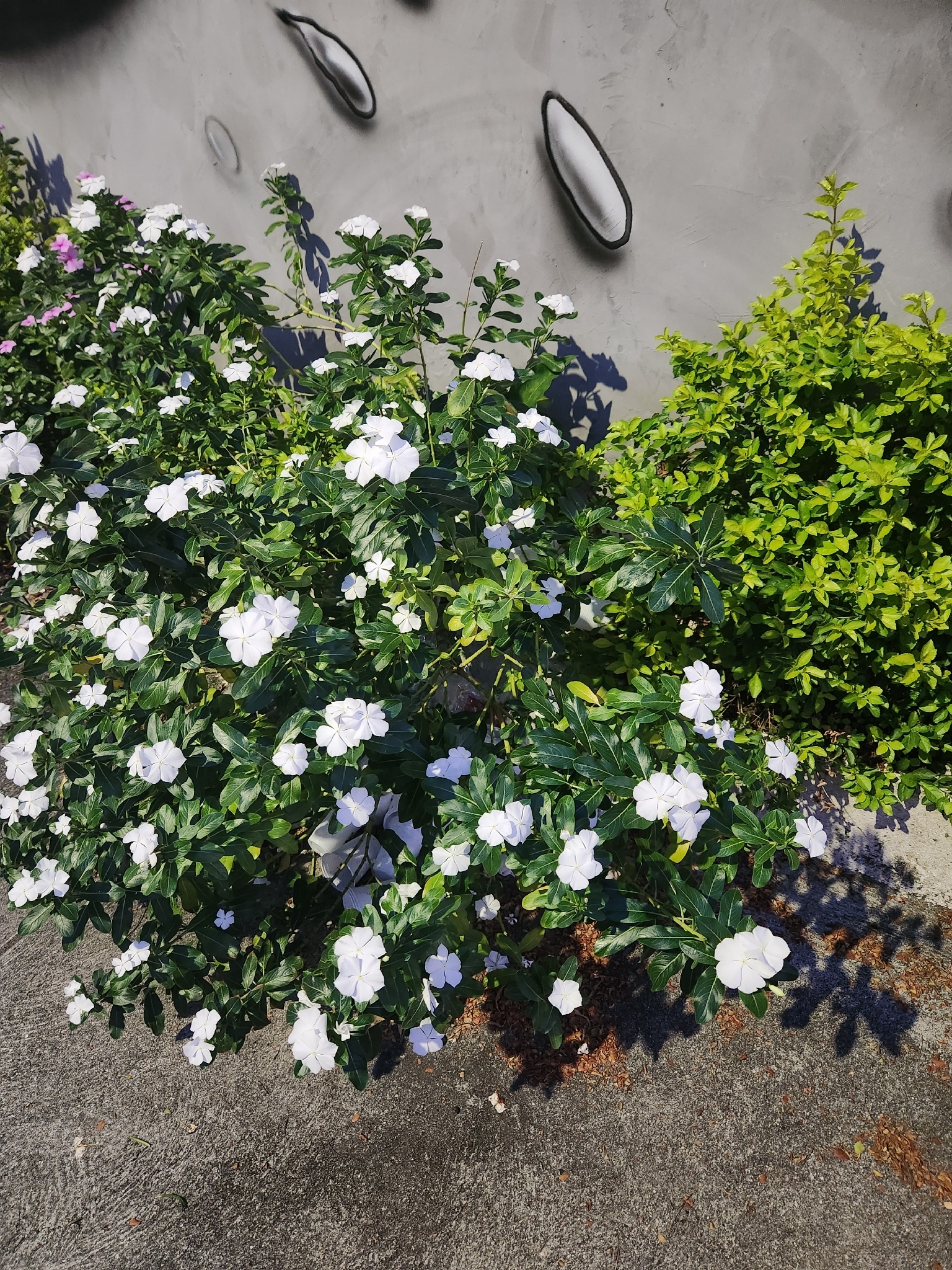 Catharanthus roseus