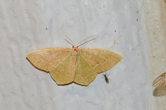 Thalera pistasciaria