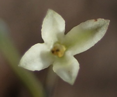 Oldenlandia herbacea