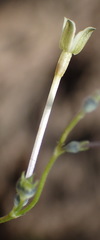 Oldenlandia herbacea