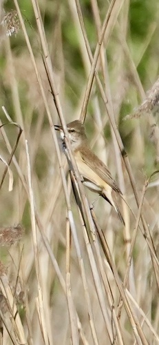 Great Reed Warbler (Acrocephalus arundinaceus), photo 5