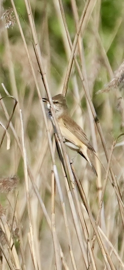 Great Reed Warbler (Acrocephalus arundinaceus), photo 5