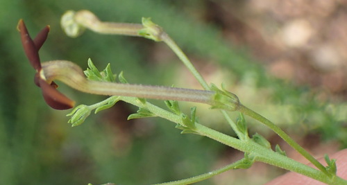 Image of Jamesbrittenia burkeana by (c) Nicola van Berkel, some rights reserved (CC BY-SA)